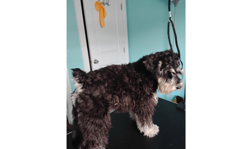 DOG GROOMING